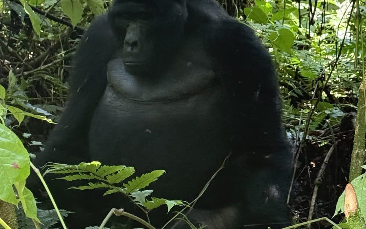Uganda National AI Sensor Network
